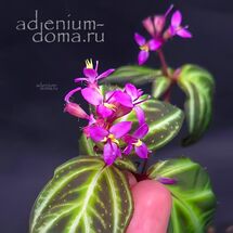 Sonerila PULCHELLA (Сонерила)