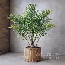 Wallichia DISTICHA (Валличия)