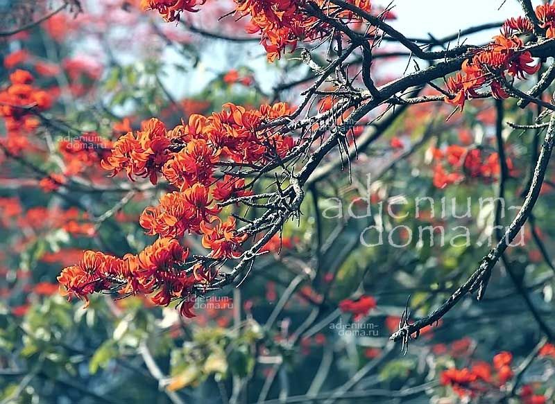Erythrina POEPPIGIANA Mountain Immortelle Эритрина Пёппига Пеппигиана Коралловое дерево 3