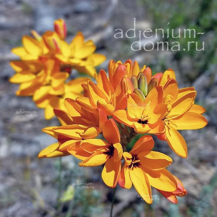Ixia DUBIA Иксия сомнительная Дубиа 1