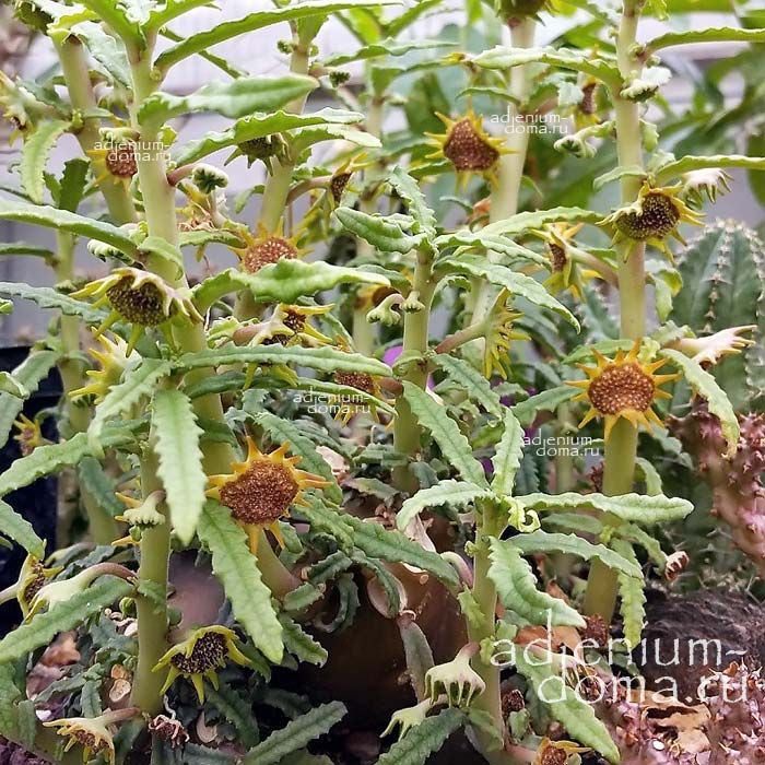 Dorstenia HILDEBRANDTII CRISPA Дорстения Хильдебрандта кучерявая Хильдебрандтии Криспа 1