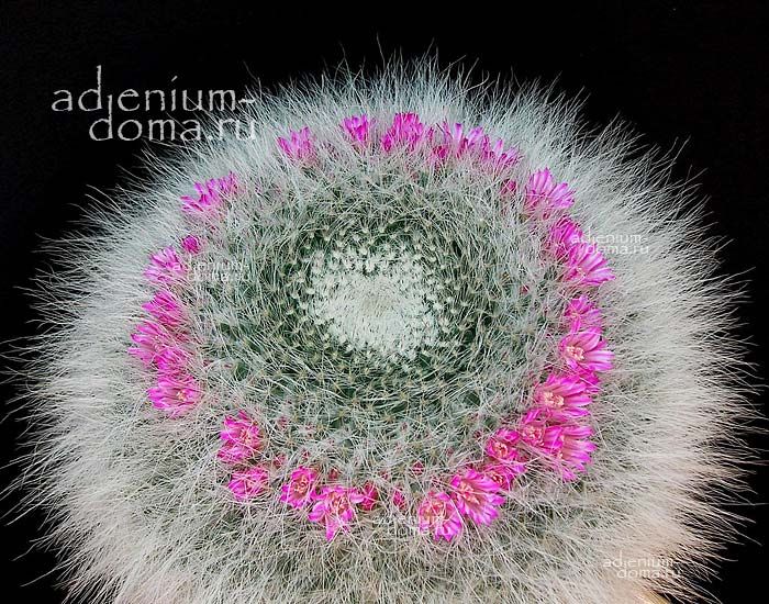 Mammillaria HAHNIANA BRAVOAE Маммиллярия Ханна Ханниана 2