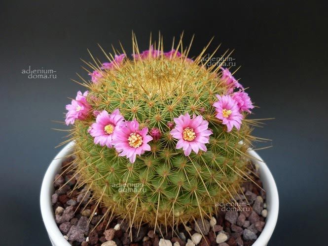 Mammillaria GINSA MARU Маммиллярия Гинса Мару Серебряное Кольцо 1