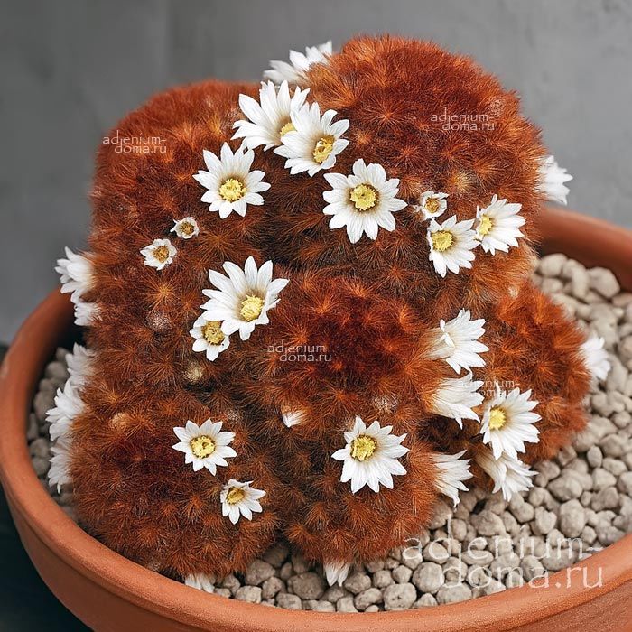 Mammillaria CARMENAE RUBRISPINA Маммиллярия Кармен красноигольчатая Рубриспина 2