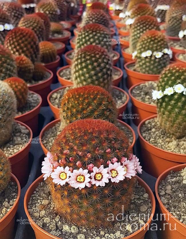Mammillaria CARMENAE RUBRISPINA Маммиллярия Кармен красноигольчатая Рубриспина 1