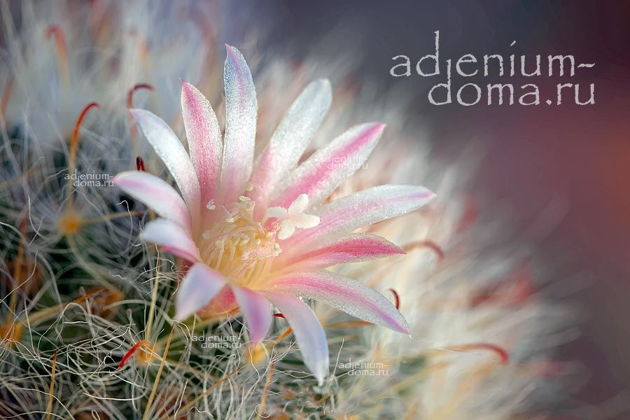 Mammillaria BOCASANA KUNZEANA Маммиллярия Бокасана Кунце 1