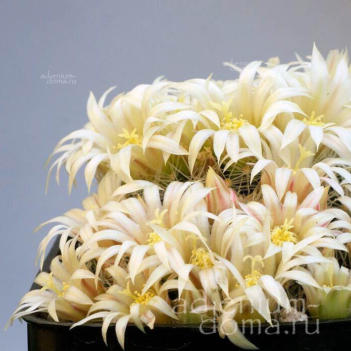 Mammillaria PICTA RISCHERI Маммиллярия расписная Пикта 3