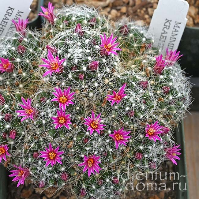 Mammillaria KRAEHENBUEHLII Маммиллярия Крэенбюля Крэенбюэлии 1