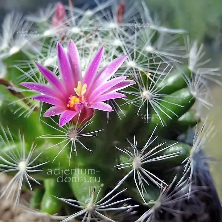 Mammillaria KRAEHENBUEHLII Маммиллярия Крэенбюля Крэенбюэлии 2