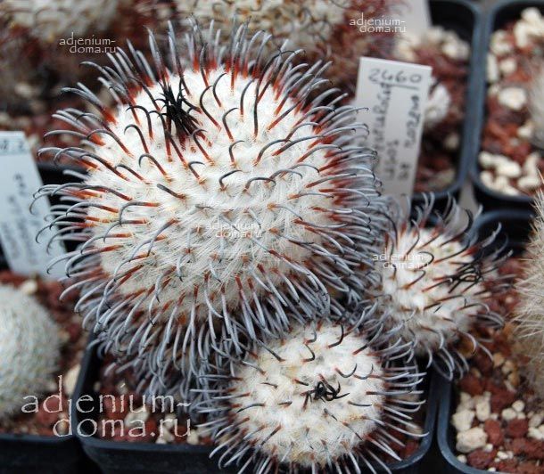 Mammillaria BOMBYCINA PEREZDELAROSAE Маммиллярия шелковистая Перес-де-ла-Росы Бомбицинa Пересделаросае 1