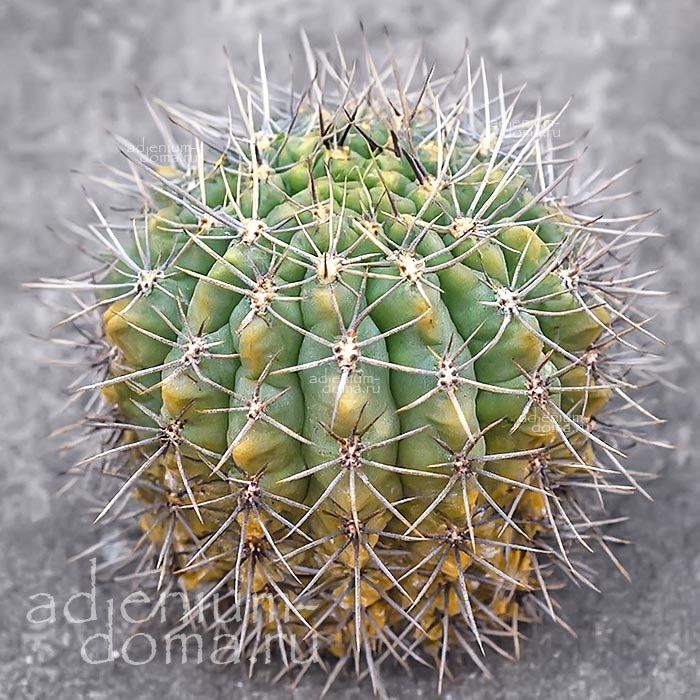 Gymnocalycium GIBBOSUM Echinocactus Гимнокалициум горбатый Гиббосум 2