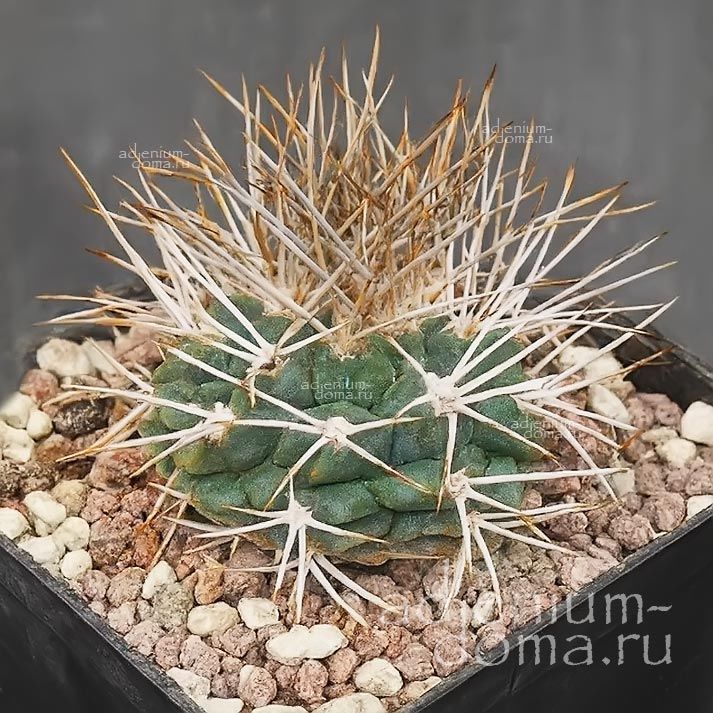 Gymnocalycium MAZANENSE FEROX Гимнокалициум мазанский свирепый Мазаненсе Ферокс 2