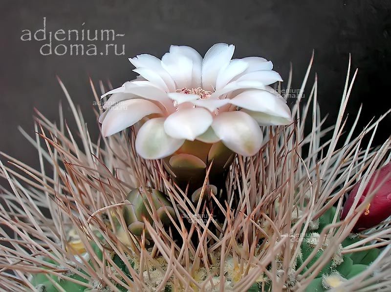 Gymnocalycium MAZANENSE FEROX Гимнокалициум мазанский свирепый Мазаненсе Ферокс 1