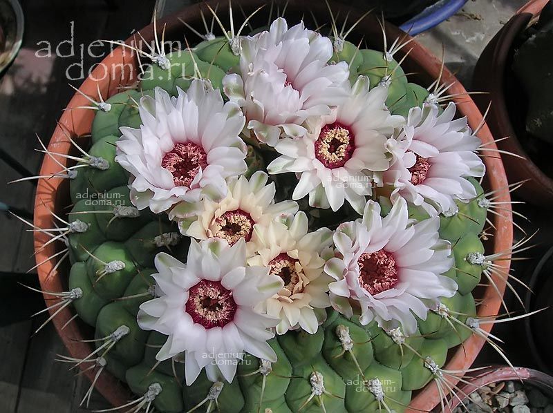 Gymnocalycium PFLANZII Echinocactus Гимнокалициум Пфланца 3