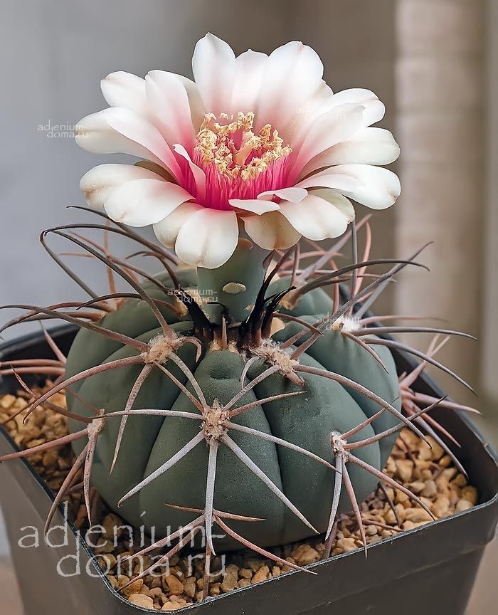 Gymnocalycium SPEGAZZINII Echinocactus LORICATUS Гимнокалициум Спегаццини 1