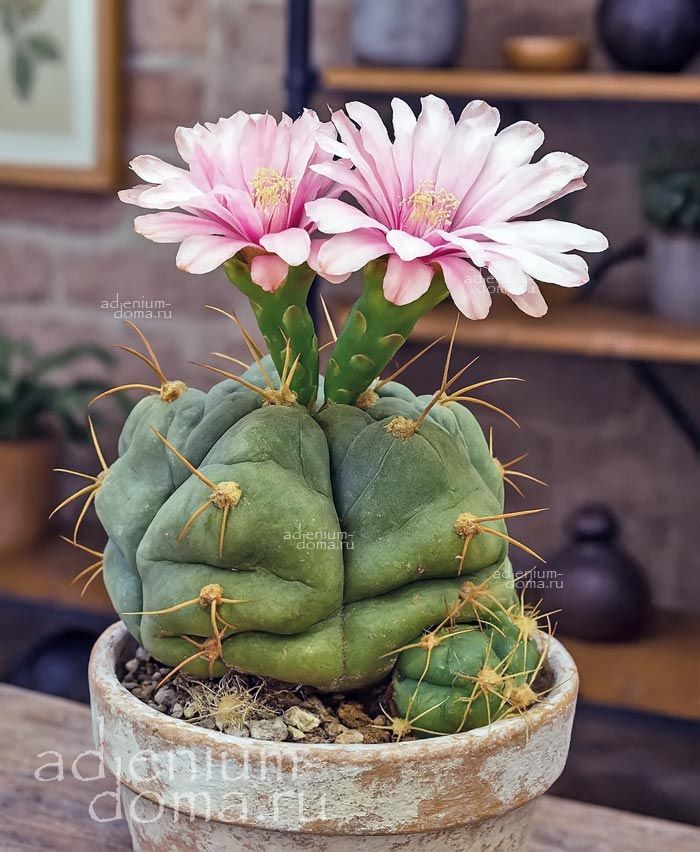 Gymnocalycium HORSTII BUENEKERI Гимнокалициум Хорста Буэнекера Хорсти Буенекери 2
