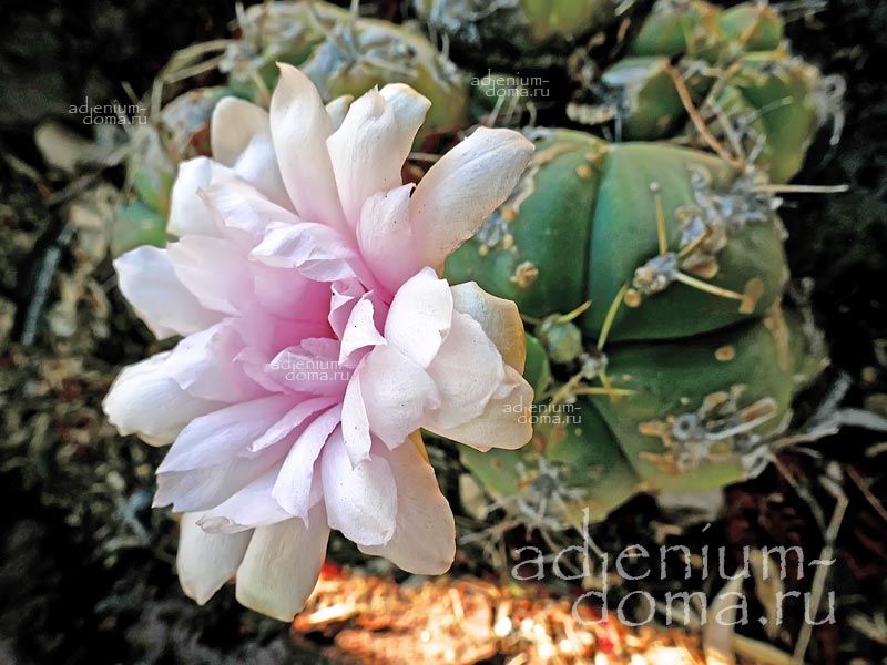 Gymnocalycium HORSTII BUENEKERI Гимнокалициум Хорста Буэнекера Хорсти Буенекери 3
