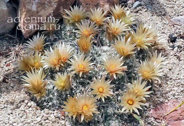 Pelecyphora MISSOURIENSIS Coryphantha Escobaria Пелецифора миссурийская Миссуриенсис 3