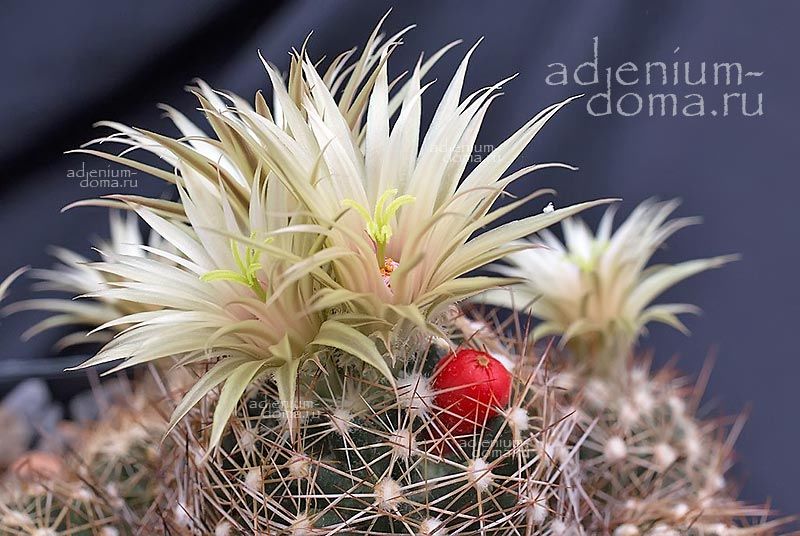 Pelecyphora MISSOURIENSIS ASPERISPINA Coryphantha Escobaria Пелецифора миссурийская жёсткоколючковая Эскобария Аспериспина Корифанта Миссуриенсис 1
