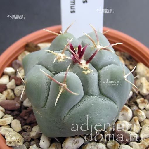 Thelocactus BICOLOR HETEROCHROMUS Echinocactus Телокактус двухцветный разноокрашенный Биколор Гетерохромус 1