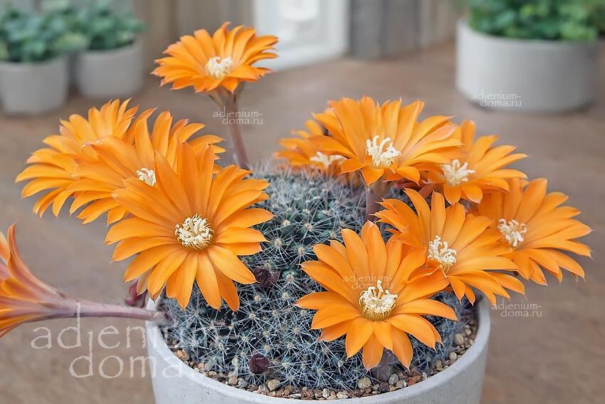 Rebutia XANTHOCARPA AUREIFLORA Ребуция желтоплодная золотистоцветковая Ксантокарпа Ауреифлора 2