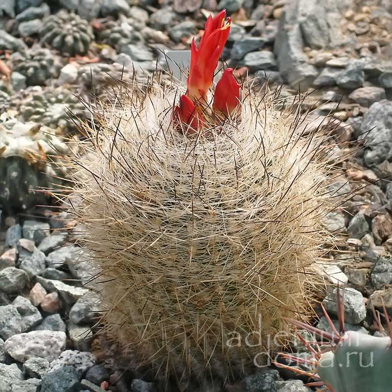 Matucana HAYNEI HERZOGIANA YANGANUCENSIS Матукана Хайнеи Херцога Херцогиана 1