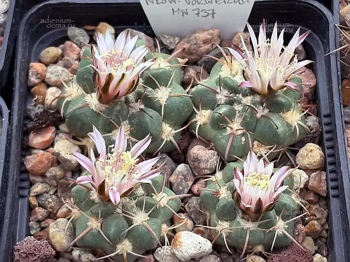 Neowerdermannia VORWERKII Coryphantha Weingartia Gymnocalycium Sulcorebutia Неовердерманния Форверка 2