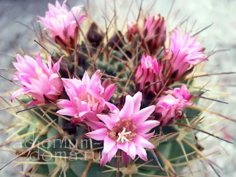 Neowerdermannia VORWERKII Coryphantha Weingartia Gymnocalycium Sulcorebutia Неовердерманния Форверка 3