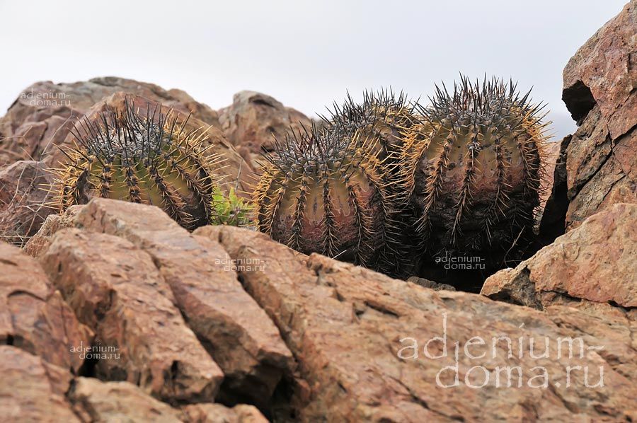 Copiapoa ECHINOIDES Копиапоа ежевидная Копьяпоа Эхиноидес 3