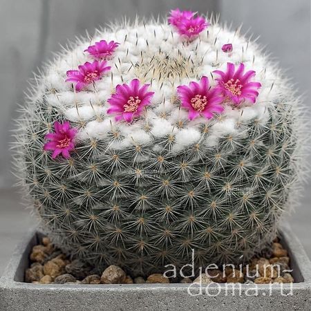 Mammillaria PERBELLA ():  3  c