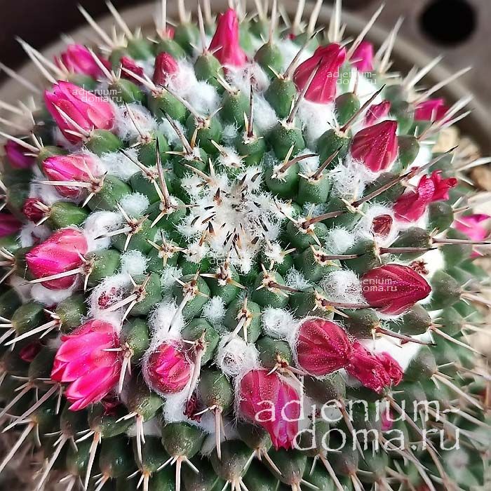 Mammillaria COMPRESSA CENTRALIFERA Маммилярия сжатая плоская Компресса 3