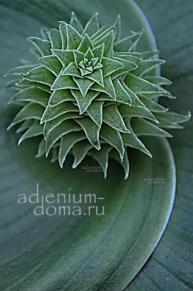 Whiteheadia BIFOLIA Massonia Уайтхедия двулистная Бифолия Массония 4