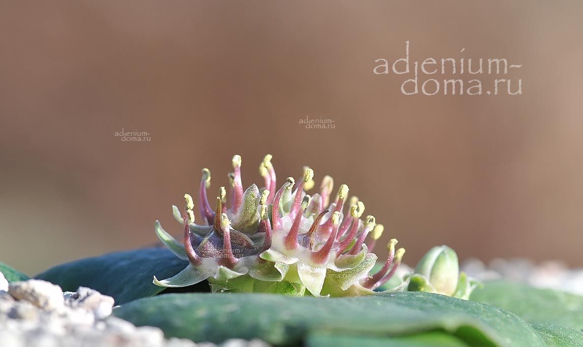 Massonia OBERMEYERAE Массония Обермейер 1