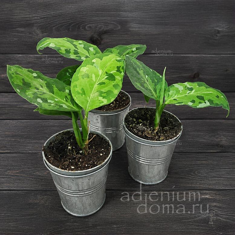 Aglaonema PICTUM TRICOLOR Аглаонема пёстрая трёхцветная Пиктум Триколор камуфляжная 4
