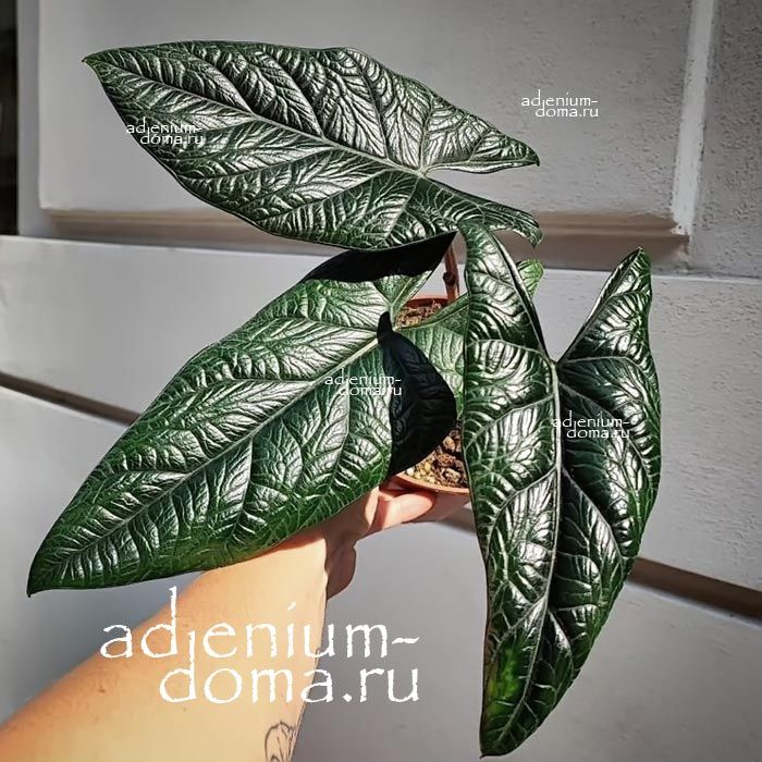 Alocasia SCALPRUM Алоказия ножевидная Скальпрум филиппинская 3