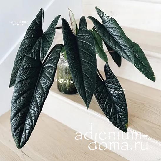 Alocasia SCALPRUM Алоказия ножевидная Скальпрум филиппинская 2
