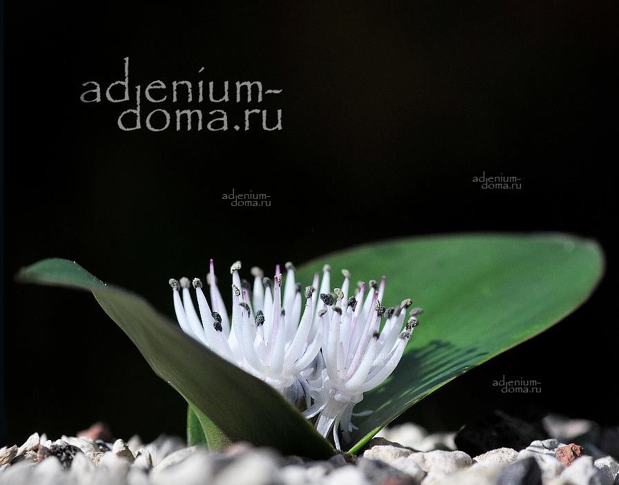 Massonia ROGGEVELDENSIS Массония роггевельдская Роггевельденсис 1