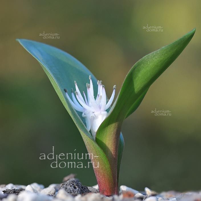 Massonia ROGGEVELDENSIS Массония роггевельдская Роггевельденсис 2