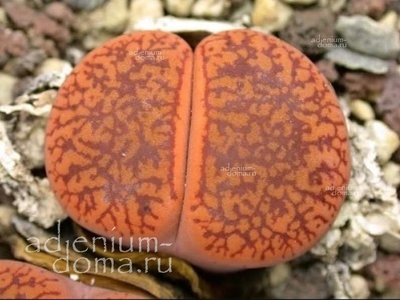 Lithops AUCAMPIAE KOELEMANNII Литопс Аукампа Коэлеманна Аукампи Коэлемани 1