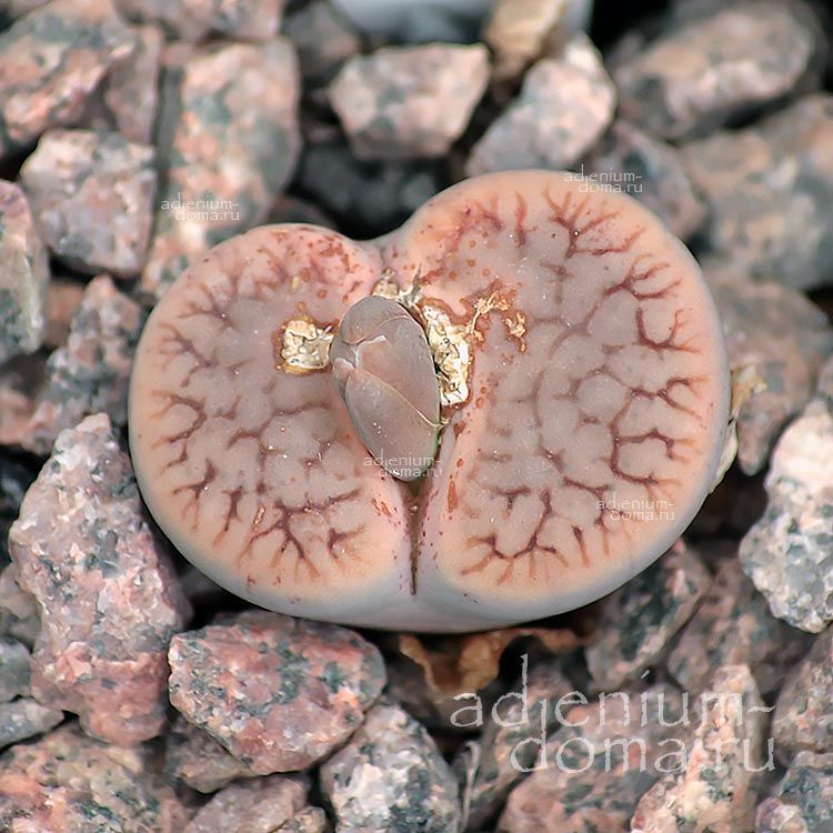 Lithops PSEUDOTRUNCATELLA DENDRITICA Литопс псевдотрубчатый древовидный Псевдотрункателла Дендритика лжеобрубленный 2