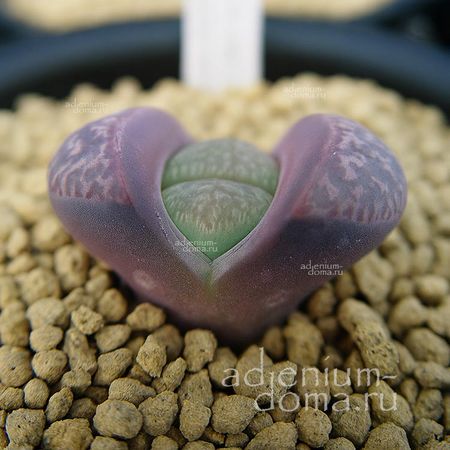 Lithops MARMORATA 'KANGNAS' (Литопс)