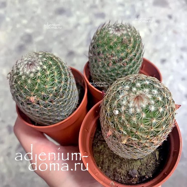 Растение Mammillaria MATUDAE Маммиллярия Матуде 3