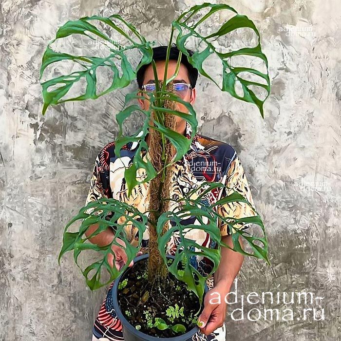 Растение Monstera OBLIQUA PERU Монстера косая перуанская Обликва Перу карликовая 1