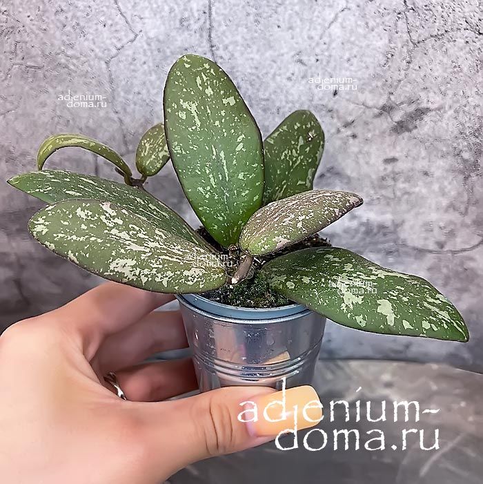 Растение Hoya SIGILLATIS Хойя пятнистая Сигилатис 3