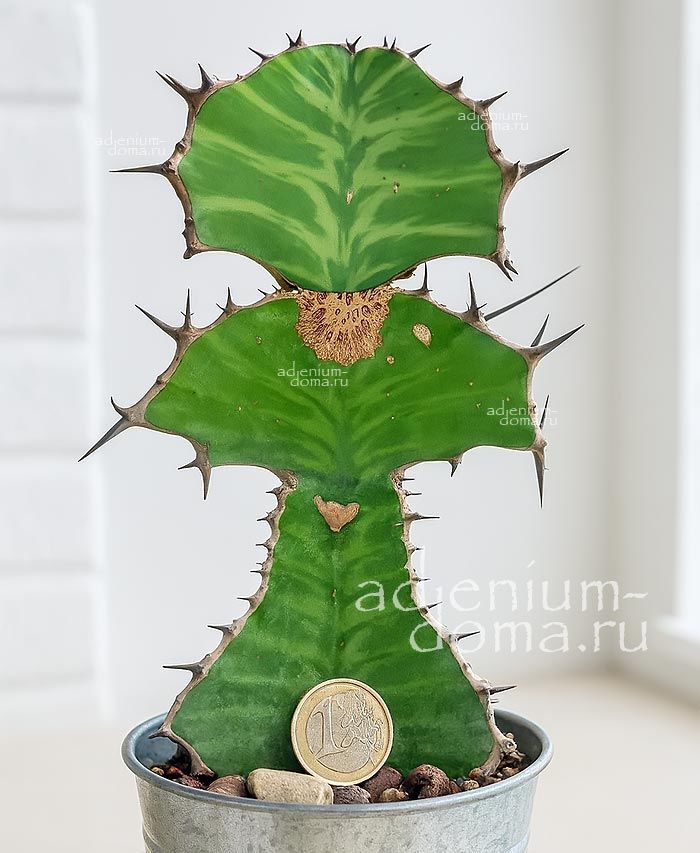 Euphorbia BREVIARTICULATA Молочай короткоколенный Эуфорбия Бревиартикулата 1