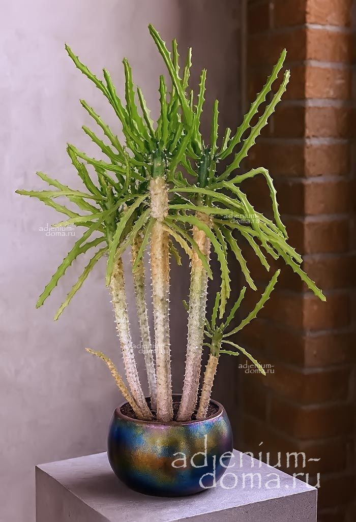 Euphorbia GRANDIDENS Молочай крупнозубчатый Эуфорбия Грандидэнс 1