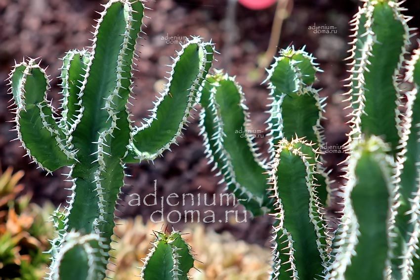 Euphorbia PARCIRAMULOSA Молочай слаборазветвлённый маловетвистый Эуфорбия Парцирамулоза 2