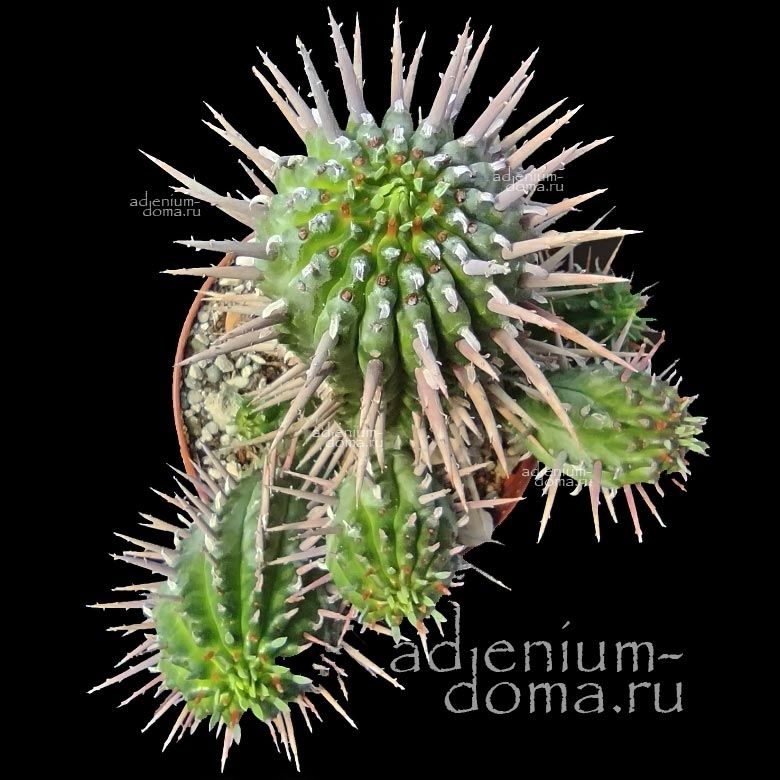 Euphorbia INCONSTANTIA Молочай изменчивый непостоянный Эуфорбия Инконстанция 3