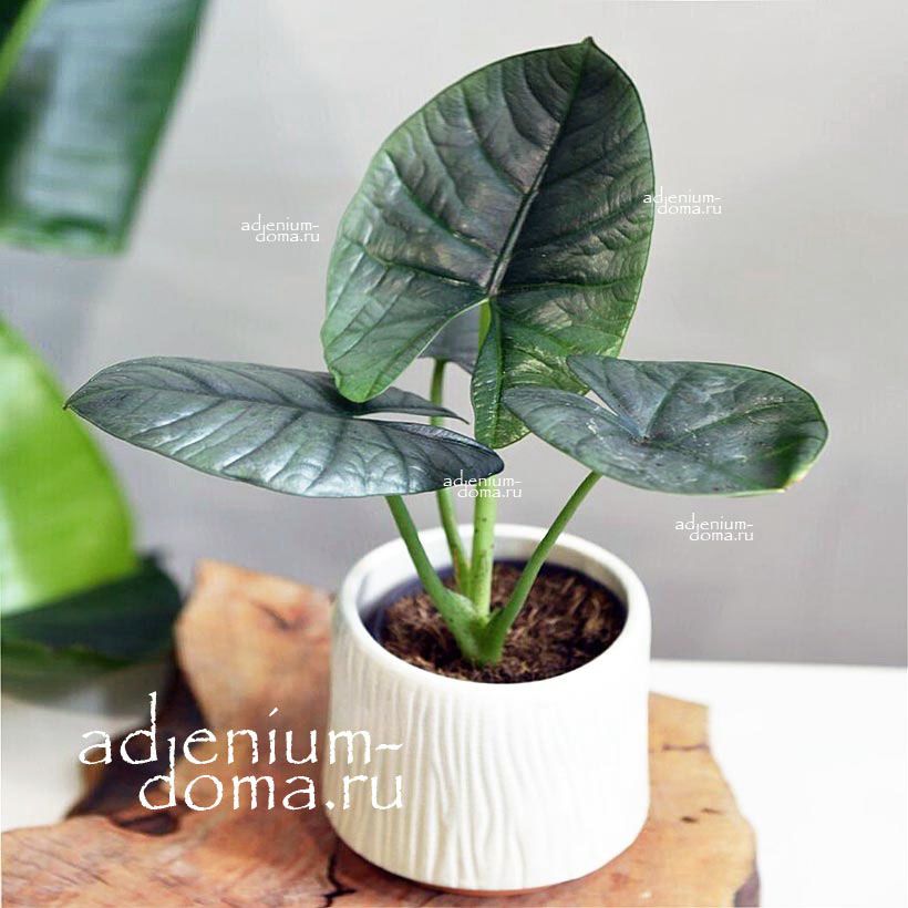 Растение ⌀ 6 Alocasia 'BISMA' (Алоказия)