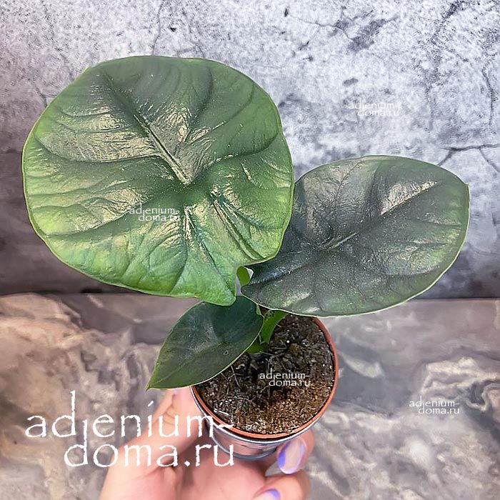 Растение Alocasia BISMA Алоказия Бисма серебристая Драгоценная 3